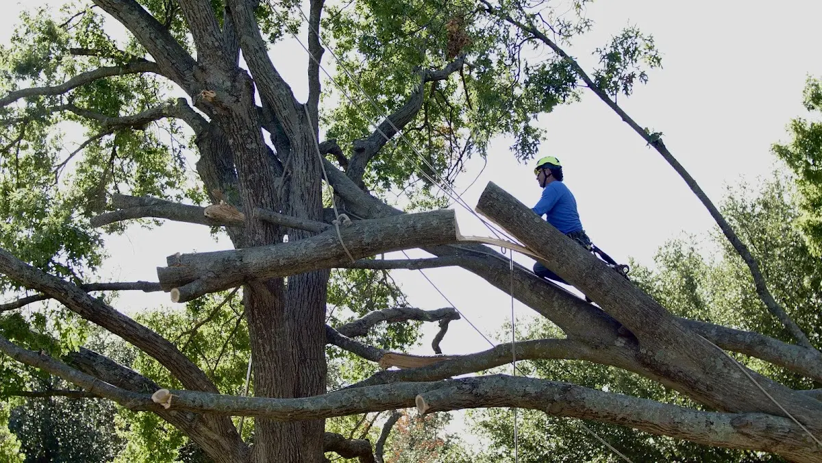 Professional Crown Thinning performed by certified arborists in Goodwin